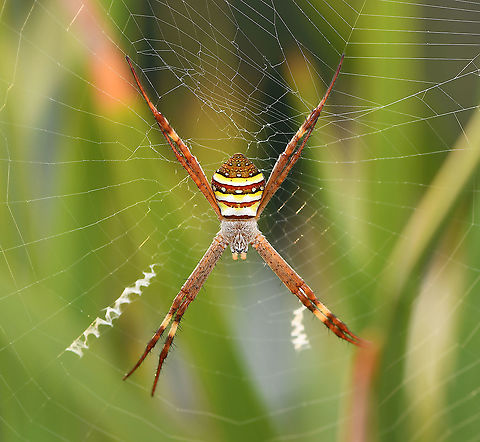 St Andrews cross spider