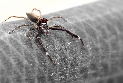 Helpis minitabunda Commonly known as Aussie Bronze Jumper and also Threatening Jumper due to them often rising up and confronting when approached - of all the Jumpers I've encountered, I've found this species to be the most likely to jump on to the camera. 

The male as seen here is very distinctive, larger than the female, with a flattish caput covered with white hairs. There are very large protruding chelicerae. 

Male 12 mm body length Araneae,Aussie Bronze Jumper,Australia,Geotagged,Helpis minitabunda,Macro,Salticidae,Spider,Summer,Threatening Jumping spider,arachnid,arthropod,invertebrate,new south wales