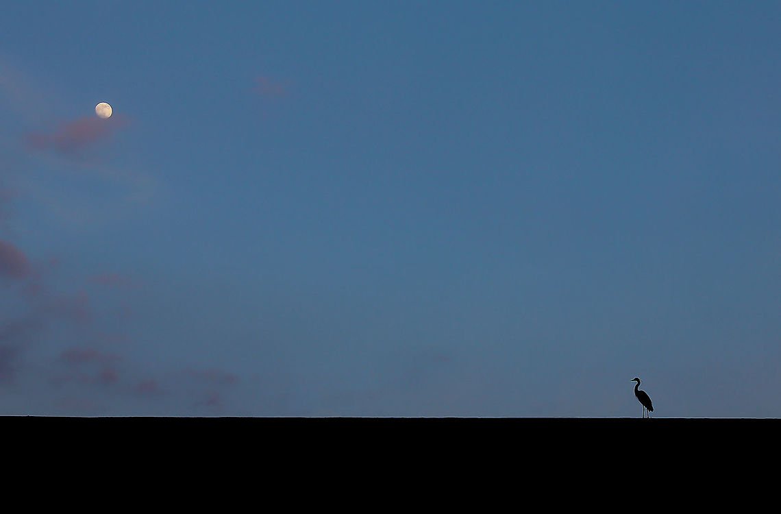 Heron Moon (enlarge for best view) A summer's evening, a lone Great Blue Heron stands on the lip of a weir during moon rise in south west Pennsylvania. <br />
<br />
125 cm height Ardea herodias,Ardeidae,Great Blue Heron,Great blue heron,North America,Pelecaniformes,USA,Vertebrate,bird,fauna,pennsylvania,silhouette,wading bird