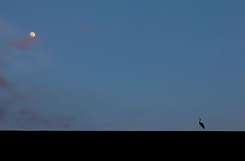 Heron Moon (enlarge for best view) A summer's evening, a lone Great Blue Heron stands on the lip of a weir during moon rise in south west Pennsylvania. 

125 cm height Ardea herodias,Ardeidae,Great Blue Heron,Great blue heron,North America,Pelecaniformes,USA,Vertebrate,bird,fauna,pennsylvania,silhouette,wading bird