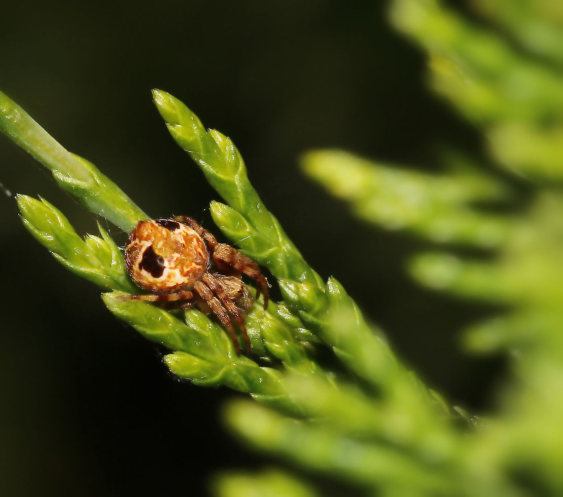 Male Salsa brisbanae 5 mm body length<br />
<br />
NB: Previous genus of Araneus is now an inactive taxon.  Araneae,Araneidae,Australia,Brisbane Orb Weaver,Geotagged,Macro,Orbweaver,Salsa brisbanae,Spider,Summer,arthropod,fauna,invertebrate,new south wales