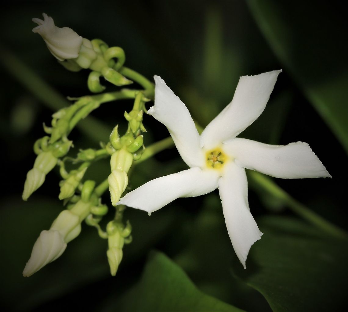 Trachelospermum jasminoides Native to Japan, Korea, southern China and Vietnam. An elegant, evergreen twining climber, with glossy green foliage and producing sweetly scented, star-shaped white flowers from spring and during summer. Apocynaceae,Australia,Confederate Jasmine,Gentianales,Geotagged,Macro,Spring,Star Jasmine,Star jasmine,Trachelospermum jasminoides,botany,plant,white flower