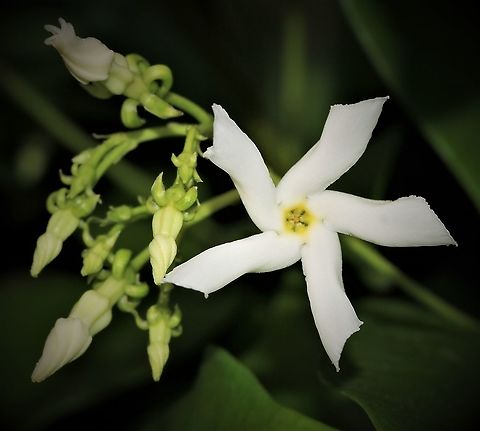 Trachelospermum jasminoides Native to Japan, Korea, southern China and Vietnam. An elegant, evergreen twining climber, with glossy green foliage and producing sweetly scented, star-shaped white flowers from spring and during summer. Apocynaceae,Australia,Confederate Jasmine,Gentianales,Geotagged,Macro,Spring,Star Jasmine,Star jasmine,Trachelospermum jasminoides,botany,plant,white flower