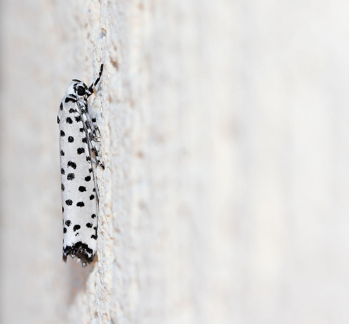Yponomeuta internella lateral view This tiny little monochrome beauty is in the Ermine moth family Yponomeutidae. It is native to this country.<br />
<br />
The larvae of this species live communally in a silken web on their food plant. They commonly feed on Red Olive Berry (Elaeodendron australe). <br />
<br />
20 mm wingspan<br />
<br />
<figure class="photo"><a href="https://www.jungledragon.com/image/88823/yponomeuta_internella_dorsal_view.html" title="Yponomeuta internella dorsal view"><img src="https://s3.amazonaws.com/media.jungledragon.com/images/3314/88823_thumb.jpg?AWSAccessKeyId=05GMT0V3GWVNE7GGM1R2&Expires=1759968010&Signature=w8ESfGw2ZBufSj5i4a%2B3SWb1u4A%3D" width="200" height="200" alt="Yponomeuta internella dorsal view This tiny little monochrome beauty is in the Ermine moth family Yponomeutidae. It is native to this country.<br />
<br />
The larvae of this species live communally in a silken web on their food plant. They commonly feed on Red Olive Berry (Elaeodendron australe).<br />
<br />
20 mm wingspan<br />
<br />
https://www.jungledragon.com/image/88788/yponomeuta_internella_lateral_view.html Australia,Ermine moth,Fauna,Geotagged,Lepidoptera,Macro,Winter,Yponomeuta internella,Yponomeutidae,arthropod,insect,invertebrate,new south wales" /></a></figure> Australia,Ermine moth,Geotagged,Lepidoptera,Macro,Winter,Yponomeuta internella,Yponomeutidae,arthropod,fauna,insect,invertebrate,new south wales