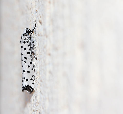 Yponomeuta internella lateral view This tiny little monochrome beauty is in the Ermine moth family Yponomeutidae. It is native to this country.

The larvae of this species live communally in a silken web on their food plant. They commonly feed on Red Olive Berry (Elaeodendron australe). 

20 mm wingspan

https://www.jungledragon.com/image/88823/yponomeuta_internella_dorsal_view.html Australia,Ermine moth,Geotagged,Lepidoptera,Macro,Winter,Yponomeuta internella,Yponomeutidae,arthropod,fauna,insect,invertebrate,new south wales