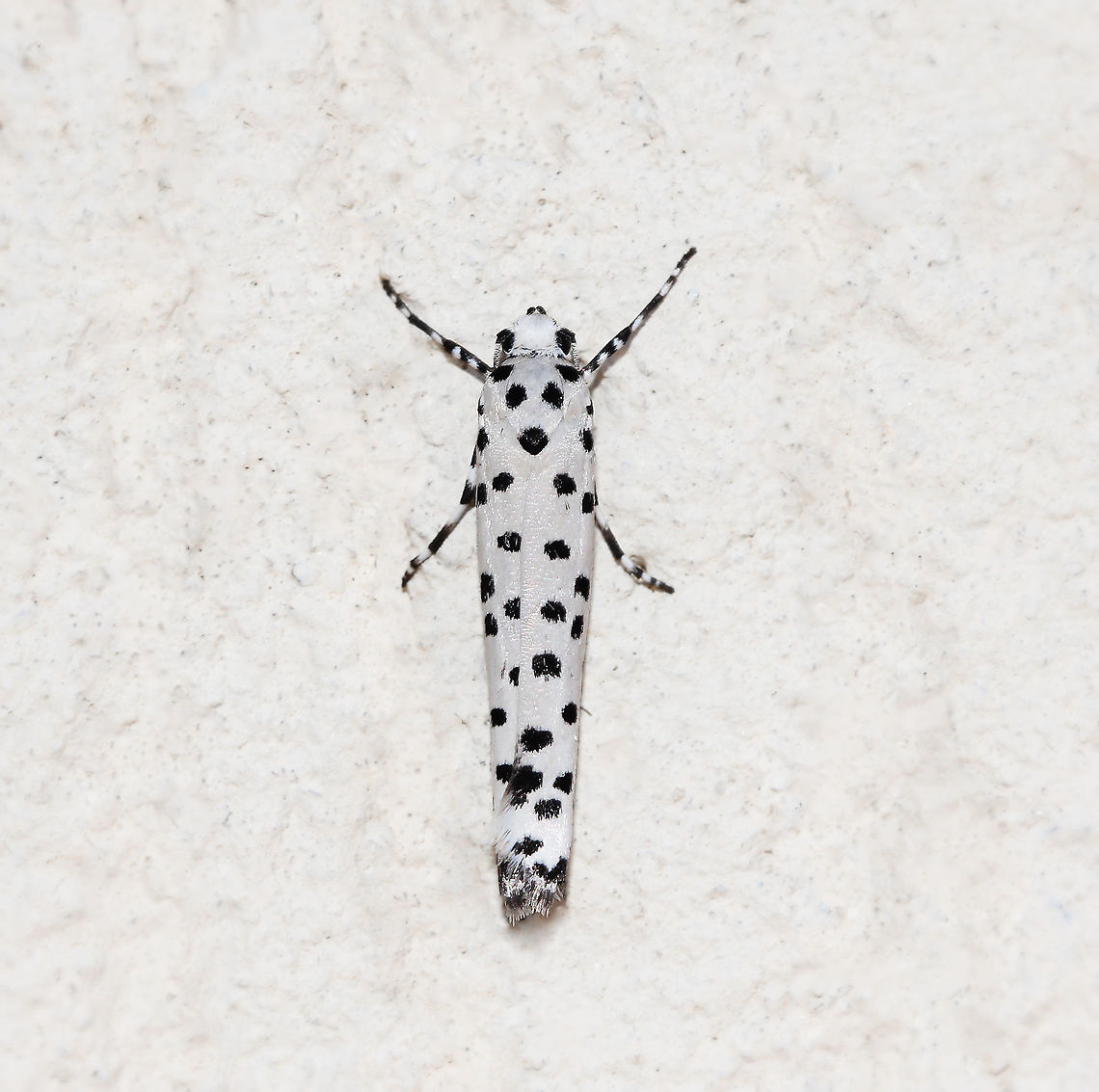 Yponomeuta internella dorsal view This tiny little monochrome beauty is in the Ermine moth family Yponomeutidae. It is native to this country.<br />
<br />
The larvae of this species live communally in a silken web on their food plant. They commonly feed on Red Olive Berry (Elaeodendron australe).<br />
<br />
20 mm wingspan<br />
<br />
<figure class="photo"><a href="https://www.jungledragon.com/image/88788/yponomeuta_internella_lateral_view.html" title="Yponomeuta internella lateral view"><img src="https://s3.amazonaws.com/media.jungledragon.com/images/3314/88788_thumb.jpg?AWSAccessKeyId=05GMT0V3GWVNE7GGM1R2&Expires=1759968010&Signature=3VohVR78GS9WW8JZ9NE9ftMX%2BV8%3D" width="200" height="188" alt="Yponomeuta internella lateral view This tiny little monochrome beauty is in the Ermine moth family Yponomeutidae. It is native to this country.<br />
<br />
The larvae of this species live communally in a silken web on their food plant. They commonly feed on Red Olive Berry (Elaeodendron australe). <br />
<br />
20 mm wingspan<br />
<br />
https://www.jungledragon.com/image/88823/yponomeuta_internella_dorsal_view.html Australia,Ermine moth,Geotagged,Lepidoptera,Macro,Winter,Yponomeuta internella,Yponomeutidae,arthropod,fauna,insect,invertebrate,new south wales" /></a></figure> Australia,Ermine moth,Fauna,Geotagged,Lepidoptera,Macro,Winter,Yponomeuta internella,Yponomeutidae,arthropod,insect,invertebrate,new south wales