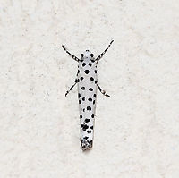 Yponomeuta internella dorsal view This tiny little monochrome beauty is in the Ermine moth family Yponomeutidae. It is native to this country.<br />
<br />
The larvae of this species live communally in a silken web on their food plant. They commonly feed on Red Olive Berry (Elaeodendron australe).<br />
<br />
20 mm wingspan<br />
<br />
https://www.jungledragon.com/image/88788/yponomeuta_internella_lateral_view.html Australia,Ermine moth,Fauna,Geotagged,Lepidoptera,Macro,Winter,Yponomeuta internella,Yponomeutidae,arthropod,insect,invertebrate,new south wales