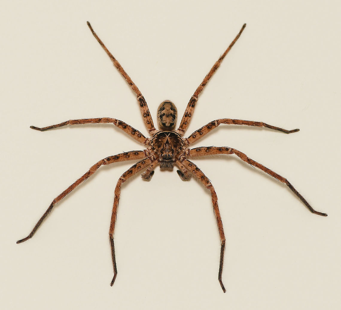 Huntsman housemate It's that time of year here - another huntsman finds itself inside my house and on the prowl for a meal and possibly looking for love. Never fails to astonish me how well they grip vertical surfaces, especially given the size they can get to. <br />
<br />
Male, I believe genus Heteropoda.<br />
<br />
20 mm body length Araneae,Australia,Geotagged,Heteropoda,Huntsman spider,Macro,Sparassidae,Spider,Summer,arachnid,fauna,giant huntsman,invertebrate,new south wales