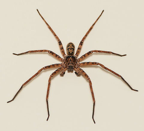 Huntsman housemate It's that time of year here - another huntsman finds itself inside my house and on the prowl for a meal and possibly looking for love. Never fails to astonish me how well they grip vertical surfaces, especially given the size they can get to. 

Male, I believe genus Heteropoda.

20 mm body length Araneae,Australia,Geotagged,Heteropoda,Huntsman spider,Macro,Sparassidae,Spider,Summer,arachnid,fauna,giant huntsman,invertebrate,new south wales