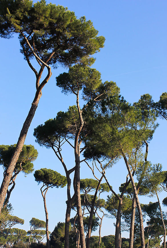 Pines of Rome Ottorino Respighi's wonderful symphonic poem 'Pines of Rome' has been a favourite of mine for many a year and in 2013, I got to see the real thing when visiting Italy's capital city. <br />
<br />
Commonly known as Stone Pine, they are unlike other pines, in that they grow their foliage in clumps, held aloft on angled branches to resemble an umbrella. Their nuts are edible and are included in such dishes as pesto and baklava. <br />
<br />
Those I saw had an average height of around 15 m.  Flora,Geotagged,Italian Stone Pine,Italy,Pinaceae,Pinales,Pinus pinea,Roman Pine,Stone Pine,Tree,Umbrella Pine,Winter,botany