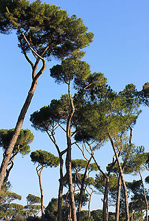 Stone Pine