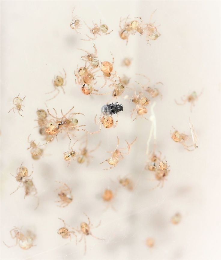 Surrounded! Cryptachaea gigantipes spiderlings with previous prey. <br />
<br />
3 mm body length Araneae,Australia,Cryptachaea gigantipes,Geotagged,Hunter,Macro,Spider,Theridiidae,White Porch Spider,arachnid,arthropod,invertebrate,new south wales,spiderlings,spring