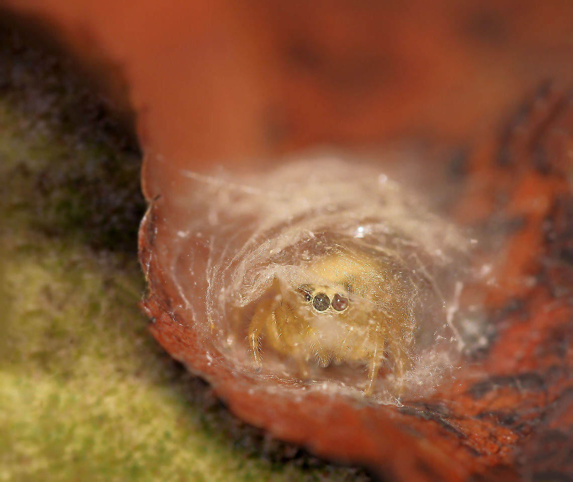 Sitting pretty in silk Jumping spider in her silken sanctuary. Looks like a little magical cloud!  They always look so nervous and timid with their big, innocent eyes - of course, in reality quite the opposite when it comes to hunting. <br />
<br />
Genus Thiodina.<br />
<br />
Female, 5 mm body length Araneae,Fall,Geotagged,Jumping Spider,Macro,Salticidae,Thiodina,United States,arachnid,arthropod,invertebrate,pennsylvania,silk