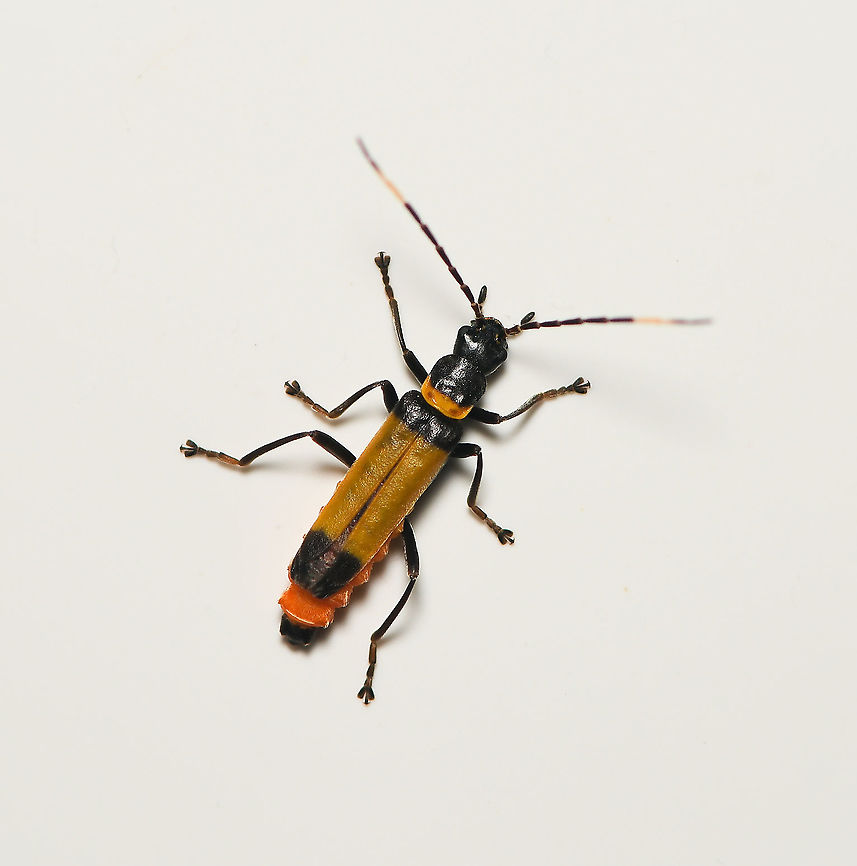 Leatherwing beetle Chauliognathus imperialis is a beetle in family Cantharidae, also commonly known as Soldier beetles. <br />
<br />
15 mm length Australia,Cantharidae,Chauliognathus imperialis,Coleoptera,Geotagged,Leatherwing beetle,Macro,Soldier Beetle,Soldier beetle,arthropod,fauna,insect,invertebrate,summer
