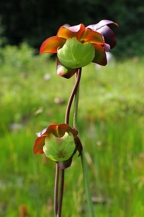 Purple Pitcher flowers Sarracenia purpurea ranges from eastern North America, from the Gulf Coast of the Florida panhandle to Nova Scotia and across Canada to the base of the Rocky Mountains.  It occurs in sphagnum bogs.<br />
<br />
These carnivorous plants begin flowering in mid-spring, producing a solitary flower at the top of a scape 20 &ndash; 40 cm tall. The flower resembles a thick, flat disc ringed with dark, maroon sepals.  Carnivorous plant,Ericales,Flowers,Geotagged,New Jersey,Northern Pitcher plant,Pine Barrens,Plant,Purple pitcher plant,Sarracenia purpurea,Sarraceniaceae,Summer,United States,botany