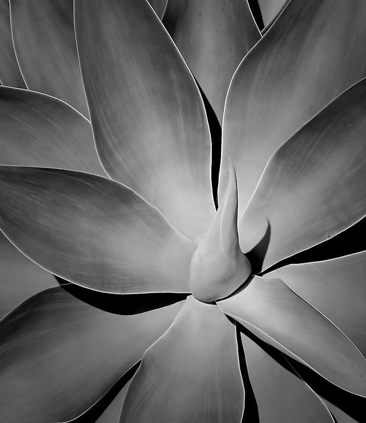 Foxtail agave Native to central Mexico, Agave attenuata is a perennial succulent. It has a thick stem (up to 150 cm in length) crowned with a rosette of thick, soft, fleshy, pale green, pointed, leaves. On this rosette pictured, leaves were 50 cm long and 15 cm wide. <br />
<br />
The central stem will also sprout other rosettes in time.<br />
<br />
It takes up to 10 years to grow a tall flower spike, up to 3m tall, with clusters of very pretty creamy white bell shaped flowers in spring and summer.  Agave attenuata,Asparagaceae,Asparagales,Australia,Fall,Foxtail agave,Geotagged,Lion's Tail agave,Succulent,Swan's Neck agave,autumn,black and white,botany,monochrome,plant