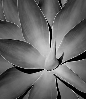 Foxtail agave Native to central Mexico, Agave attenuata is a perennial succulent. It has a thick stem (up to 150 cm in length) crowned with a rosette of thick, soft, fleshy, pale green, pointed, leaves. On this rosette pictured, leaves were 50 cm long and 15 cm wide. 

The central stem will also sprout other rosettes in time.

It takes up to 10 years to grow a tall flower spike, up to 3m tall, with clusters of very pretty creamy white bell shaped flowers in spring and summer.  Agave attenuata,Asparagaceae,Asparagales,Australia,Fall,Foxtail agave,Geotagged,Lion's Tail agave,Succulent,Swan's Neck agave,autumn,black and white,botany,monochrome,plant