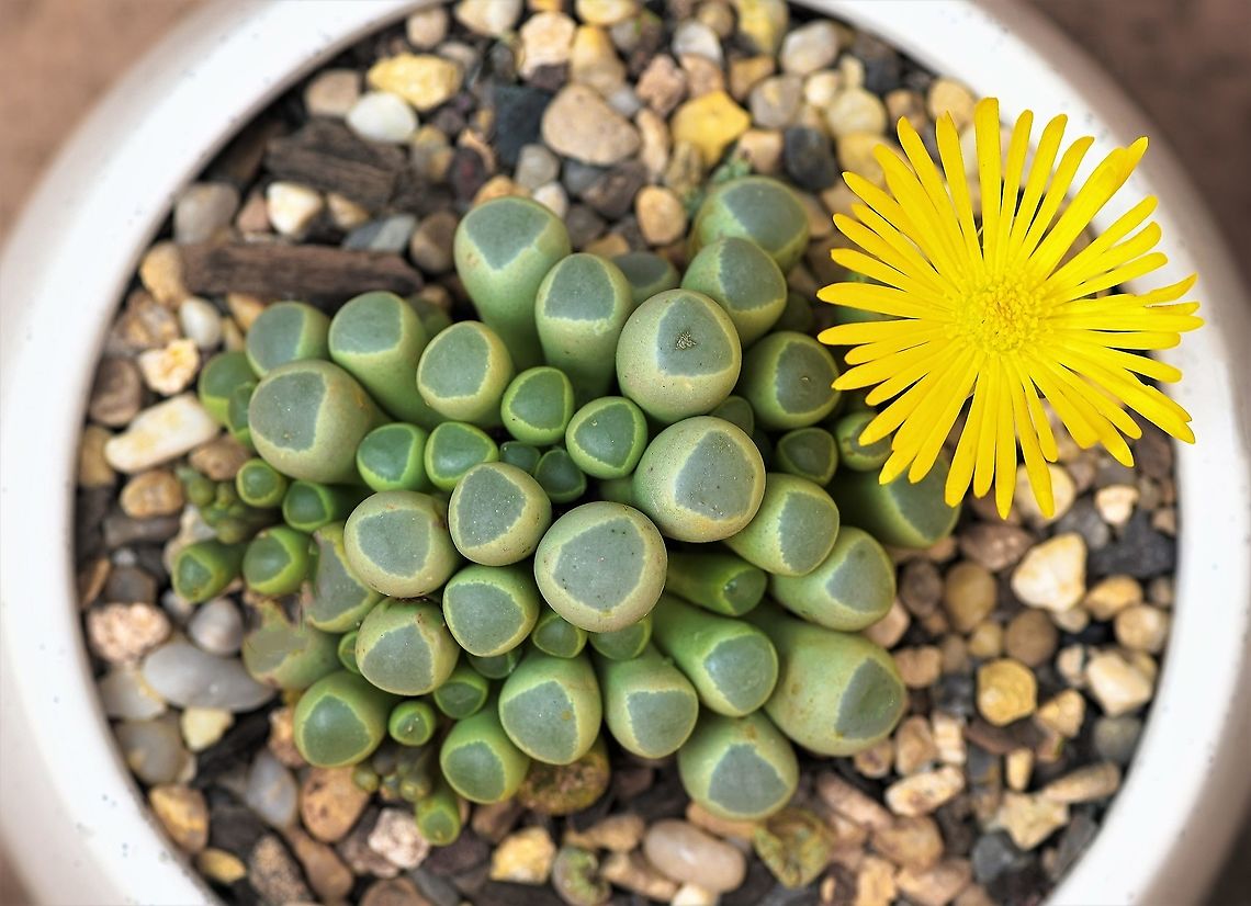 Fenestraria succulent in flower Native to Namibia, Fenestraria rhopalophylla is the only species currently recognised in this genus Fenestraria.  Each leaf has an epidermal window - a transparent window-like area at its rounded tip and it is for these window-like structures that the genus is named.<br />
<br />
This plant grows in areas with sandy soils in very dry areas with winter-rainfall of only 100 mm or less. In the wild, they grow mostly buried by sand and the transparent fenestrate leaf tips are often above the sand and allow light into the leaves for photosynthesis.<br />
<br />
This is sub species F.  rhopalophylla  aurantiaca.<br />
<br />
<br />
 Aizoaceae,Australia,Baby Toes plant,Caryophyllales,Fenestraria,Fenestraria rhopalophylla,Geotagged,Succulent,botany,plant,summer