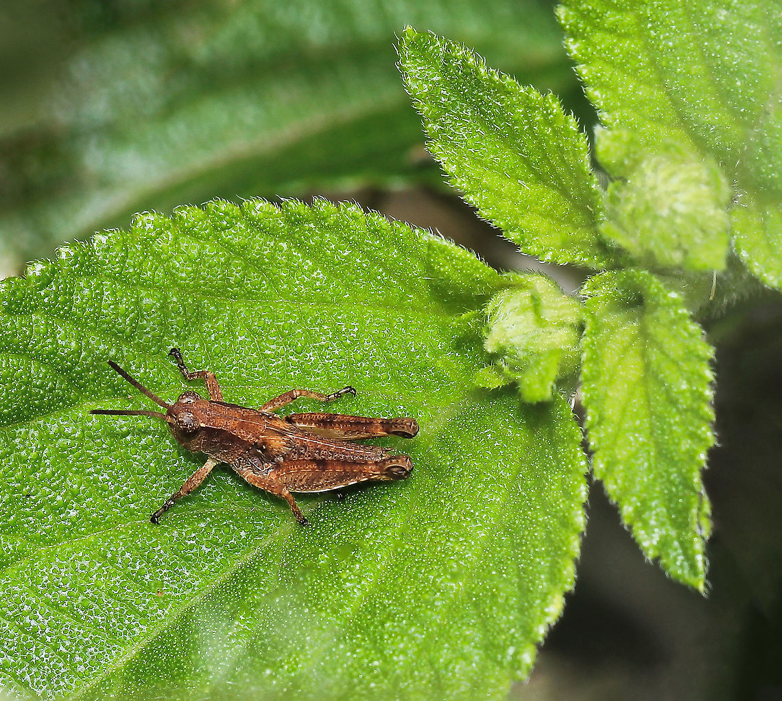 Phaulacridium vittatum A native short-horn grasshopper, commonly known as the wingless grasshopper. <br />
<br />
Around 10 mm length.  Acrididae,Australia,Caelifera,Entomology,Geotagged,Macro,Orthoptera,Phaulacridium vittatum,Summer,arthropod,fauna,insect,invertebrate,new south wales,wingless grasshopper