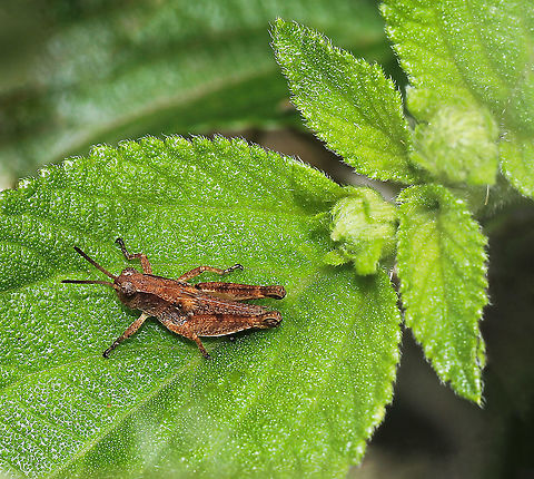 Phaulacridium vittatum A native short-horn grasshopper, commonly known as the wingless grasshopper. 

Around 10 mm length.  Acrididae,Australia,Caelifera,Entomology,Geotagged,Macro,Orthoptera,Phaulacridium vittatum,Summer,arthropod,fauna,insect,invertebrate,new south wales,wingless grasshopper