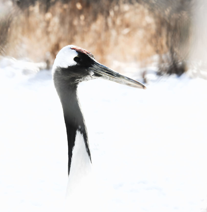 Shy Japanese tanchozuru through the winter grass A freezing winter’s day just outside of Kushiro on the east coast of Japan’s most northern island of Hokkaido, and the time had come at last to see in person my beloved tancho. How many years I have wished and hoped to see these extremely rare birds, especially their courtship ballet set against a snowy stage. <br />
<br />
The population of red-crowned cranes in Japan is mostly non-migratory and currently consists of just a thousand or so birds. <br />
<br />
Hunting and land loss led to a near extinction in the late 1800’s. Governments and citizens woke up to the plight of tancho in the 1950’s...now protected, supported, and with a secure winter food supply, the population began a dramatic recovery that has made it the great success story of 20th century conservation in Japan.<br />
<br />
The red-crowned crane is a potent icon. In symbolic form, it is the bird of happiness and long life (in fable it lives for a 1,000 years). <br />
<br />
Height 160 cm<br />
<br />
<figure class="photo"><a href="https://www.jungledragon.com/image/91779/japanese_tanchozuru_display.html" title="Japanese tanchozuru display"><img src="https://s3.amazonaws.com/media.jungledragon.com/images/3314/91779_thumb.jpg?AWSAccessKeyId=05GMT0V3GWVNE7GGM1R2&Expires=1759968010&Signature=4BqTJ5G8fWged4sXq1pfNj4uoNE%3D" width="200" height="164" alt="Japanese tanchozuru display A freezing winter’s day just outside of Kushiro on the east coast of Japan’s most northern island of Hokkaido, and the time had come at last to see in person my beloved tancho. How many years I have wished and hoped to see these extremely rare birds, especially their courtship ballet set against a snowy stage.<br />
<br />
The population of red-crowned cranes in Japan is mostly non-migratory and currently consists of just a thousand or so birds.<br />
<br />
Hunting and land loss led to a near extinction in the late 1800s. Governments and citizens woke up to the plight of tancho in the 1950’s...now protected, supported, and with a secure winter food supply, the population began a dramatic recovery that has made it the great success story of 20th century conservation in Japan.<br />
<br />
The red-crowned crane is a potent icon. In symbolic form, it is the bird of happiness and long life (in fable it lives for a 1,000 years).<br />
<br />
Height 160 cm<br />
<br />
https://www.jungledragon.com/image/90421/shy_japanese_tanchozuru_through_the_winter_grass.html<br />
<br />
https://www.jungledragon.com/image/94673/japanese_tanchozuru.html<br />
<br />
https://www.jungledragon.com/image/116839/hop_skip_and_jump.html Aves,Geotagged,Gruidae,Gruiformes,Grus japonensis,Hokkaido,Japan,Manchurian Crane,Red-crowned Crane,Red-crowned crane,Tanchozuru,Winter,bird,fauna,vertebrate" /></a></figure><br />
<br />
<figure class="photo"><a href="https://www.jungledragon.com/image/94673/japanese_tanchozuru.html" title="Japanese tanchozuru"><img src="https://s3.amazonaws.com/media.jungledragon.com/images/3314/94673_thumb.jpg?AWSAccessKeyId=05GMT0V3GWVNE7GGM1R2&Expires=1759968010&Signature=pWyp2NI8QNVj7qlxp5O9sk6nuk0%3D" width="200" height="142" alt="Japanese tanchozuru A freezing winter’s day just outside of Kushiro on the east coast of Japan’s most northern island of Hokkaido.<br />
<br />
The population of red-crowned cranes in Japan is mostly non-migratory and currently consists of just a thousand or so birds.<br />
<br />
Hunting and land loss led to a near extinction in the late 1800s. Governments and citizens woke up to the plight of tancho in the 1950’s...now protected, supported, and with a secure winter food supply, the population began a dramatic recovery that has made it the great success story of 20th century conservation in Japan.<br />
<br />
The red-crowned crane is a potent icon. In symbolic form, it is the bird of happiness and long life (in fable it lives for a 1,000 years).<br />
<br />
Height 160 cm<br />
<br />
https://www.jungledragon.com/image/91779/japanese_tanchozuru_display.html<br />
<br />
https://www.jungledragon.com/image/90421/shy_japanese_tanchozuru_through_the_winter_grass.html<br />
<br />
https://www.jungledragon.com/image/116839/hop_skip_and_jump.html Aves,Geotagged,Gruidae,Gruiformes,Grus japonensis,Hokkaido,Japan,Manchurian Crane,Red-crowned Crane,Red-crowned crane,Tanchozuru,Winter,bird,fauna,vertebrate" /></a></figure><br />
<br />
<figure class="photo"><a href="https://www.jungledragon.com/image/116839/hop_skip_and_jump.html" title="Hop, skip and jump"><img src="https://s3.amazonaws.com/media.jungledragon.com/images/3314/116839_thumb.jpg?AWSAccessKeyId=05GMT0V3GWVNE7GGM1R2&Expires=1759968010&Signature=7ebF7zpVsmYiwUseLMbQR91DEUQ%3D" width="200" height="160" alt="Hop, skip and jump Camera settings are off somewhat for this shot, but still a fun moment with a pair of Japanese red-crowned cranes. <br />
<br />
A freezing winter’s day just outside of Kushiro on the east coast of Japan’s most northern island of Hokkaido, and the time had come at last to see in person my beloved tancho. How many years I have wished and hoped to see these extremely rare birds, especially their courtship ballet set against a snowy stage.<br />
<br />
The population of red-crowned cranes in Japan is mostly non-migratory and currently consists of just a thousand or so birds.<br />
<br />
Hunting and land loss led to a near extinction in the late 1800s. Governments and citizens woke up to the plight of tancho in the 1950s...now protected, supported, and with a secure winter food supply, the population began a dramatic recovery that has made it the great success story of 20th century conservation in Japan.<br />
<br />
The red-crowned crane is a potent icon. In symbolic form, it is the bird of happiness and long life (in fable it lives for a 1,000 years).<br />
<br />
Height 160 cm<br />
<br />
https://www.jungledragon.com/image/91779/japanese_tanchozuru_display.html<br />
<br />
https://www.jungledragon.com/image/90421/shy_japanese_tanchozuru_through_the_winter_grass.html<br />
<br />
https://www.jungledragon.com/image/94673/japanese_tanchozuru.html Aves,Geotagged,Gruidae,Gruiformes,Grus japonensis,Hokkaido,Japan,Manchurian Crane,Red-crowned Crane,Red-crowned crane,Tanchozuru,Vertebrate,Winter,fauna" /></a></figure> Aves,Geotagged,Gruidae,Gruiformes,Grus japonensis,Hokkaido,Japan,Japanese Crane,Manchurian Crane,Red-crowned Crane,Red-crowned crane,Tanchozuru,Vertebrate,Winter,bird,fauna,winter