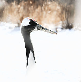 Shy Japanese tanchozuru through the winter grass A freezing winter&rsquo;s day just outside of Kushiro on the east coast of Japan&rsquo;s most northern island of Hokkaido, and the time had come at last to see in person my beloved tancho. How many years I have wished and hoped to see these extremely rare birds, especially their courtship ballet set against a snowy stage. 

The population of red-crowned cranes in Japan is mostly non-migratory and currently consists of just a thousand or so birds. 

Hunting and land loss led to a near extinction in the late 1800&rsquo;s. Governments and citizens woke up to the plight of tancho in the 1950&rsquo;s...now protected, supported, and with a secure winter food supply, the population began a dramatic recovery that has made it the great success story of 20th century conservation in Japan.

The red-crowned crane is a potent icon. In symbolic form, it is the bird of happiness and long life (in fable it lives for a 1,000 years). 

Height 160 cm

https://www.jungledragon.com/image/91779/japanese_tanchozuru_display.html

https://www.jungledragon.com/image/94673/japanese_tanchozuru.html

https://www.jungledragon.com/image/116839/hop_skip_and_jump.html Aves,Geotagged,Gruidae,Gruiformes,Grus japonensis,Hokkaido,Japan,Japanese Crane,Manchurian Crane,Red-crowned Crane,Red-crowned crane,Tanchozuru,Vertebrate,Winter,bird,fauna,winter