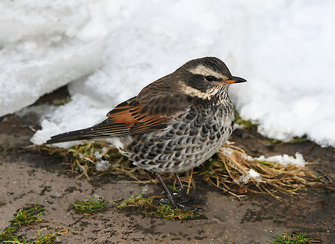 Dusky thrush at winter's daybreak These pretty little birds with their lovely earthy, muted colours live in Russia and Scandinavia in summer; east and south Asia in winter. They are occasionally found in Europe.

25 cm length Aves,Dusky thrush,Geotagged,Japan,Passeriformes,Sapporo,Turdidae,Turdus eunomus,Vertebrate,Winter,bird,fauna
