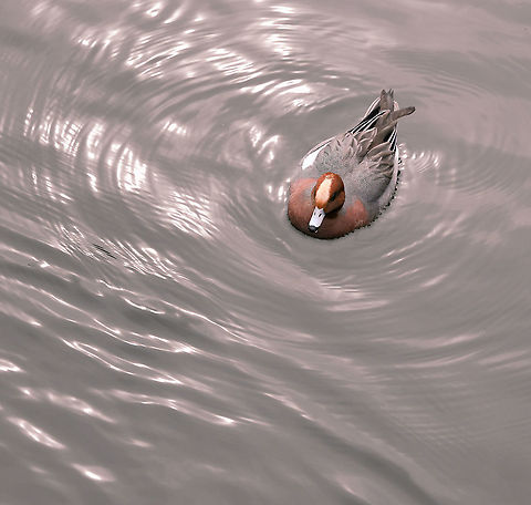 Eurasian wigeon on water These dabbling ducks can be found in northern and central Eurasia; wintering to Africa and southern Asia.

Male 45 cm length Anas penelope,Anatidae,Anseriformes,Aves,Eurasian wigeon,Geotagged,Japan,Kyoto,Mareca penelope,Vertebrate,Winter,bird,duck,fauna,water bird