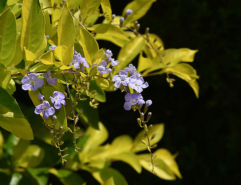 Duranta repens  Native from Mexico to South America and the Caribbean.

A bushy, evergreen shrub with pendulous branches and very attractive, rich golden/lime green foliage. If unchecked, can grow to 3 m in height and 3 m wide. 

The lilac-blue flowers are held at the ends of the weeping stems, orange berries appear after flowering. 

 Australia,Duranta erecta,Duranta repens,Fall,Flora,Geotagged,Lamiales,Pigeon berry,Purple Flowers,Shrub,Sky flower,Verbenaceae,autumn,botany,plant