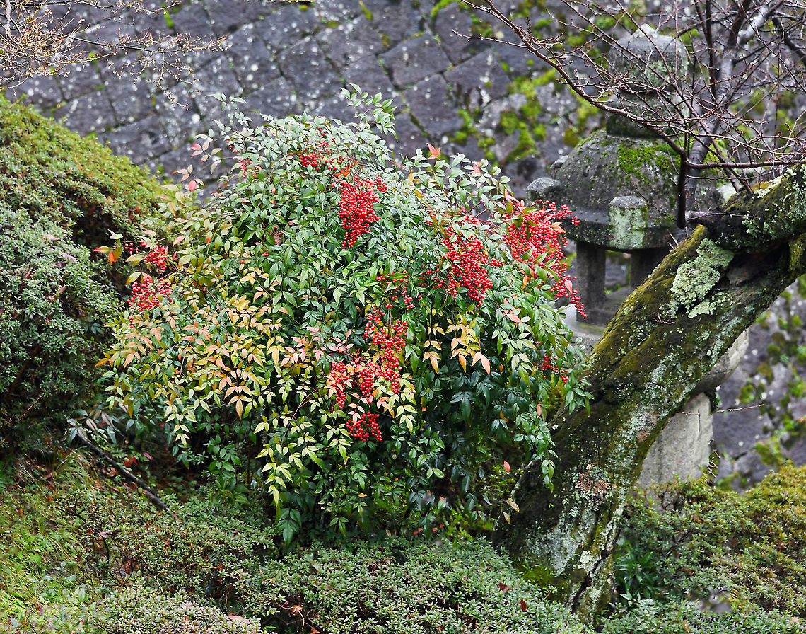 Nandina Heavenly bamboo Native to eastern Asia from the Himalayas to Japan, where this specimen was seen. Despite the common name, it is not a bamboo.<br />
<br />
Sacred bamboo is an evergreen shrub. In spring a profusion of tiny, white flowers appear, followed by abundant clusters of green berries which ripen to bright red which can be seen from autumn through winter. Foliage emerges purple, matures soft green, then turns reddish purple in autumn. <br />
<br />
Grows up to 200 cm in height<br />
<br />
<figure class="photo"><a href="https://www.jungledragon.com/image/104023/nandina_sacred_bamboo.html" title="Nandina sacred bamboo"><img src="https://s3.amazonaws.com/media.jungledragon.com/images/3314/104023_thumb.jpg?AWSAccessKeyId=05GMT0V3GWVNE7GGM1R2&Expires=1759968010&Signature=T53mpi3r6uuzM3K59B9d2lzbjFI%3D" width="200" height="136" alt="Nandina sacred bamboo Native to eastern Asia from the Himalayas to Japan, where this specimen was seen. Despite the common name, it is not a bamboo.<br />
<br />
Sacred bamboo is an evergreen shrub. In spring a profusion of tiny, white flowers appear, followed by abundant clusters of green berries which ripen to bright red which can be seen from autumn through winter. Foliage emerges purple, matures soft green, then turns reddish purple in autumn.<br />
<br />
Grows up to 200 cm in height<br />
<br />
https://www.jungledragon.com/image/90566/nandina_domestica.html Flora,Geotagged,Japan,Nandina,Nandina domestica,Winter,berberidaceae,botany,plant,ranunculales,sacred bamboo" /></a></figure> Flora,Geotagged,Heavenly bamboo,Japan,Kyoto,Nandina,Nandina domestica,Sacred bamboo,Winter,berberidaceae,botany,plant,ranunculales