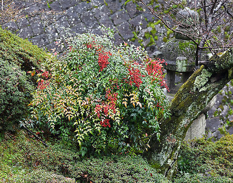 Nandina Heavenly bamboo Native to eastern Asia from the Himalayas to Japan, where this specimen was seen. Despite the common name, it is not a bamboo.

Sacred bamboo is an evergreen shrub. In spring a profusion of tiny, white flowers appear, followed by abundant clusters of green berries which ripen to bright red which can be seen from autumn through winter. Foliage emerges purple, matures soft green, then turns reddish purple in autumn. 

Grows up to 200 cm in height

https://www.jungledragon.com/image/104023/nandina_heavenly_bamboo.html Flora,Geotagged,Heavenly bamboo,Japan,Kyoto,Nandina,Nandina domestica,Sacred bamboo,Winter,berberidaceae,botany,plant,ranunculales