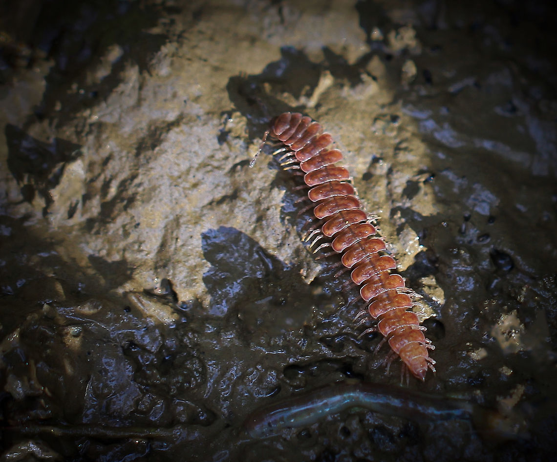 Polydesmus millipede This flat-backed millipede was seen scurrying along the muddy edge of a gentle stream. <br />
<br />
25 mm length<br />
 Autumn,Fall,Flat-backed millipede,Geotagged,Millipede,Polydesmida,Polydesmidae,Polydesmus,United States,arthropod,fauna,invertebrate,myriapod,pennsylvania