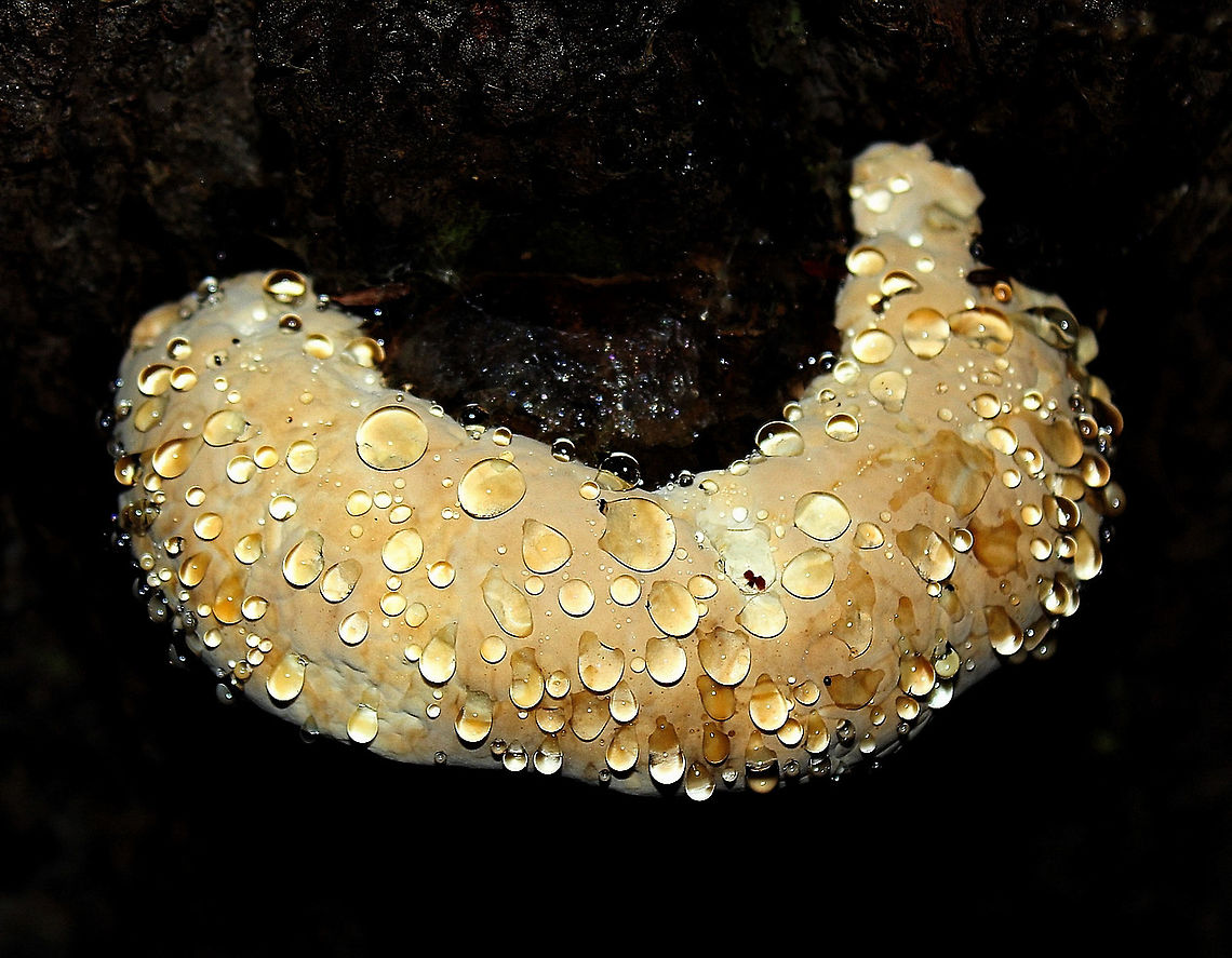 Guttation on Pseudoinonotus dryadeus The curious phenomenon of guttation - exuding beads of moisture. Here a clear liquid, but some species of fungi produce pigmented drops that can look like milk or even blood.<br />
<br />
 Fall,Fungi,Geotagged,Pseudoinonotus dryadeus,United States,autumn,guttation,pennsylvania