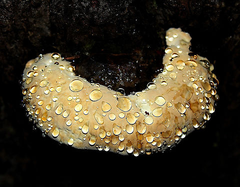 Guttation on Pseudoinonotus dryadeus The curious phenomenon of guttation - exuding beads of moisture. Here a clear liquid, but some species of fungi produce pigmented drops that can look like milk or even blood.

 Fall,Fungi,Geotagged,Pseudoinonotus dryadeus,United States,autumn,guttation,pennsylvania