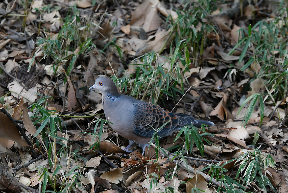 Oriental Turtle dove Also known as the Rufus Turtle dove. This was one of a pair I saw within a densely wooded park, foraging on the ground for their food.<br />
<br />
30 cm length Aves,Columbidae,Columbiformes,Geotagged,Japan,Oriental turtle dove,Rufus Turtle dove,Streptopelia orientalis,Tokyo,Winter,bird,fauna,oriental turtle dove,vertebrate