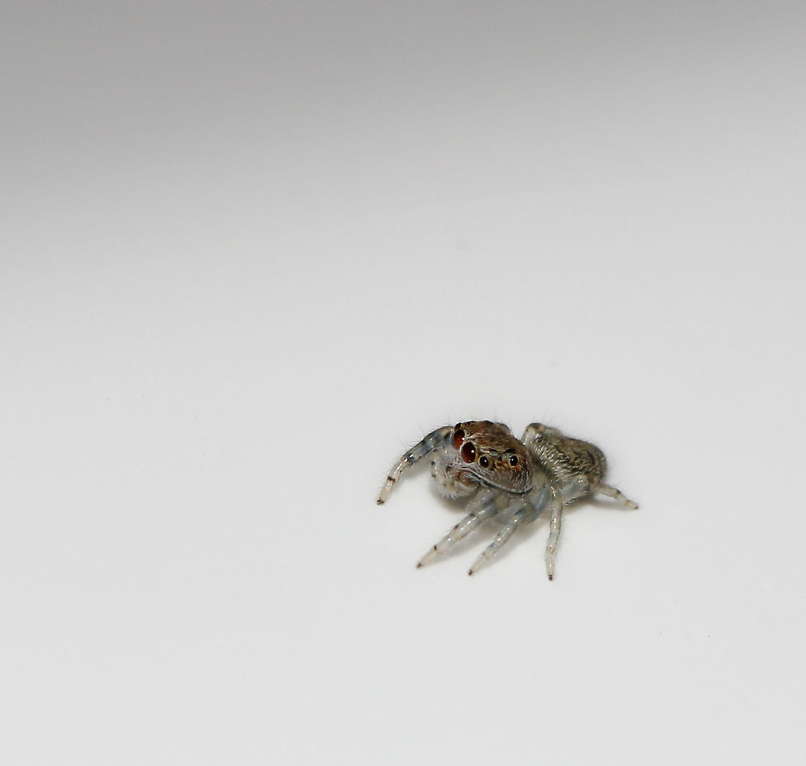 Tiny jumping spider (?ID) This little character was on my rental car roof! I haven't been able to ID it, perhaps a juvenile as incredibly small. <br />
<br />
3 mm length Fall,Geotagged,Jumping Spider,New Zealand,Salticidae,arachnid,arthropod,autumn,fauna,invertebrate,juvenile