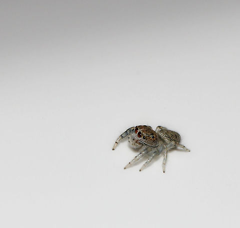 Tiny jumping spider (?ID) This little character was on my rental car roof! I haven't been able to ID it, perhaps a juvenile as incredibly small. 

3 mm length Fall,Geotagged,Jumping Spider,New Zealand,Salticidae,arachnid,arthropod,autumn,fauna,invertebrate,juvenile