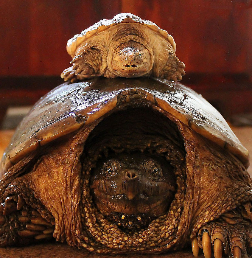 Little & Large These two snapping turtle characters were being cared for at a rehab centre. The larger being a female and the smaller, a male. She had injuries to her plastron that were healing well and was due for release soon. He unfortunately was found missing an eye and with a significant over bite - staff didn&#039;t think he would survive if ever released due to these two issues. <br />
<br />
NB: this single shot was taken and the smaller male was placed quickly back in his tank. <br />
<br />
Female 38 cm length<br />
 Chelydra serpentina,Chelydridae,Common snapping turtle,Geotagged,Summer,Testudines,United States,Vertebrate,fauna,pennsylvania,reptile