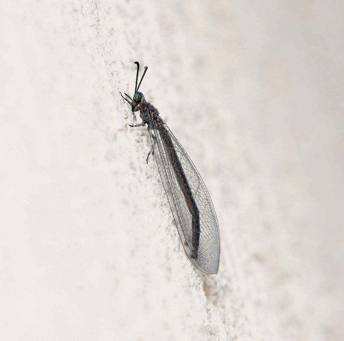 Antlion adult I believe this specimen belongs within the Myrmeleon genus, not confident to go further to species. <br />
<br />
40 mm length Adult Antlion,Australia,Fall,Geotagged,Macro,Neuroptera,antlion,arthropod,autumn,fauna,insect,invertebrate,new south wales