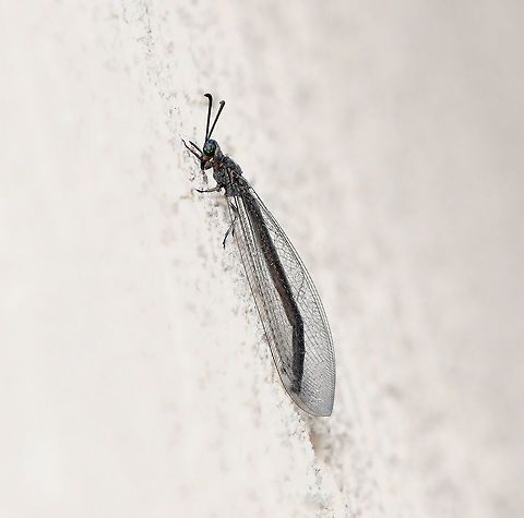 Antlion adult I believe this specimen belongs within the Myrmeleon genus, not confident to go further to species. 

40 mm length Adult Antlion,Australia,Fall,Geotagged,Macro,Neuroptera,antlion,arthropod,autumn,fauna,insect,invertebrate,new south wales