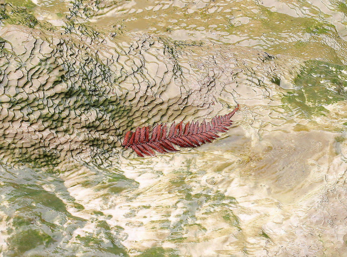 Silver fern succumbs to geothermal waters A single frond of silver fern stood out to me as it lay in the boiling, shallow and chemical laden waters of one of the pools at Wai-o-tapu. In life, a verdant green, in death a rusted sienna. Alsophila dealbata,Cyathea dealbata,Cyatheaceae,Cyatheales,Fall,Flora,Geotagged,Geothermal,New Zealand,Silver fern,autumn,botany,plant,ponga,silver tree-fern,wai-o-tapu