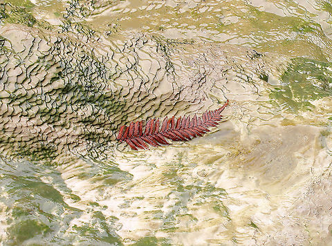 Silver fern succumbs to geothermal waters A single frond of silver fern stood out to me as it lay in the boiling, shallow and chemical laden waters of one of the pools at Wai-o-tapu. In life, a verdant green, in death a rusted sienna. Alsophila dealbata,Cyathea dealbata,Cyatheaceae,Cyatheales,Fall,Flora,Geotagged,Geothermal,New Zealand,Silver fern,autumn,botany,plant,ponga,silver tree-fern,wai-o-tapu