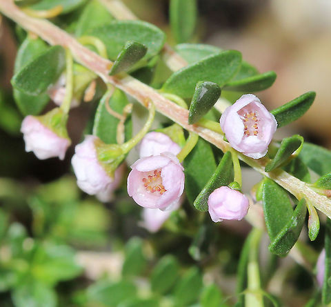 Thryptomene saxicola Thryptomene saxicola is a member of a purely Australian genus of forty species spread throughout all States of Australia, although T. saxicola itself is confined to south-western Western Australia.

Growing to 1.5 m high, with pendulous branches. The prolific pink-hued flowers are borne along the upper short lateral branches. Leaves are 5-10 mm long and with a characteristic Myrtaceae smell when crushed.

Each of these flowers is just 5 mm in diameter.
 Australia,Flora,Geotagged,Myrtaceae,Myrtales,Pink Flowers,Rock Thryptomene,Rock thryptomene,Spring,Thryptomene saxicola,botany,plant