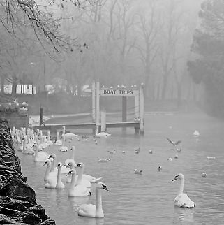 Winter swans at Windsor On a trip back to my home country - standing on the banks of the Thames one very foggy, misty morning, I was reminded just how cold England can be in winter. It was simply freezing! But the swans didn't seem to be phased at all. 

Some intriguing British history in regard mute swans on the Thames...https://www.atlasobscura.com/places/the-queens-swans-at-windsor-windsor-england Anatidae,Cygnus olor,Geotagged,Mute Swan,Mute swan,United Kingdom,bird,fauna,fog,swan,vertebrate,winter