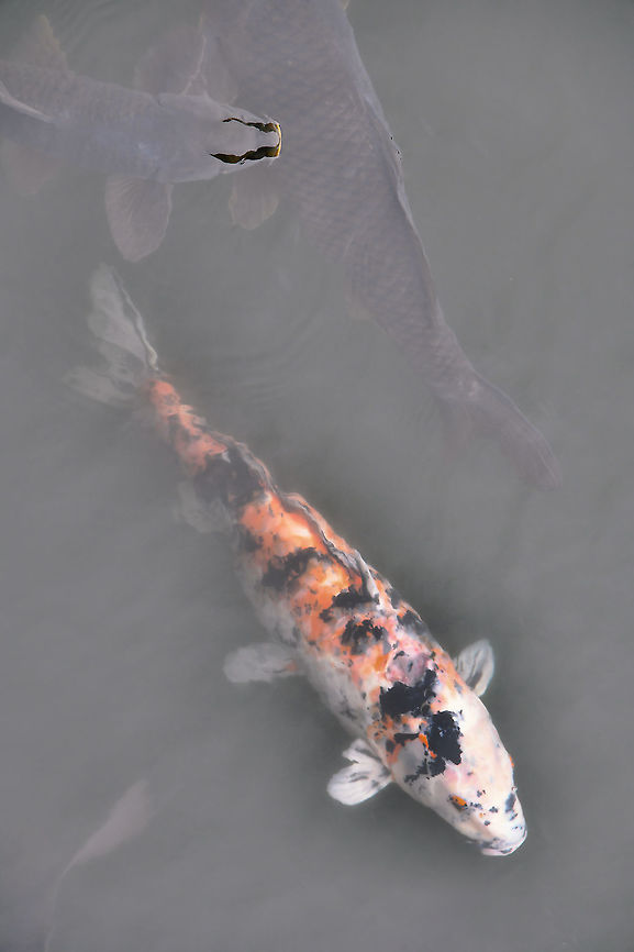 Art of Nishikigoi The first Nishikigoi, (&#039;swimming jewel&#039;), was produced by farmers breeding Amur carp as a food source to survive severe winter weather conditions, the result born from this was a vibrantly coloured carp that stood out from the rest with it&rsquo;s rare beauty. As awareness grew, many started to appreciate Nishikigoi like a fine work of art. <br />
<br />
I&#039;ve tried to present the Nishikigoi that I saw within the Nijō Castle moat as they are seen in Japanese watercolour paintings. <br />
<br />
Koi is a homophone for another word that means &#039;affection&#039; or &#039;love&#039; in Japanese and koi are symbols of love and friendship in Japan. <br />
<br />
50 cm length Amur carp,Cyprinidae,Cypriniformes,Cyprinus rubrofuscus,Fish,Geotagged,Japan,Koi,Kyoto,Nishikigoi,Winter,fauna,vertebrate