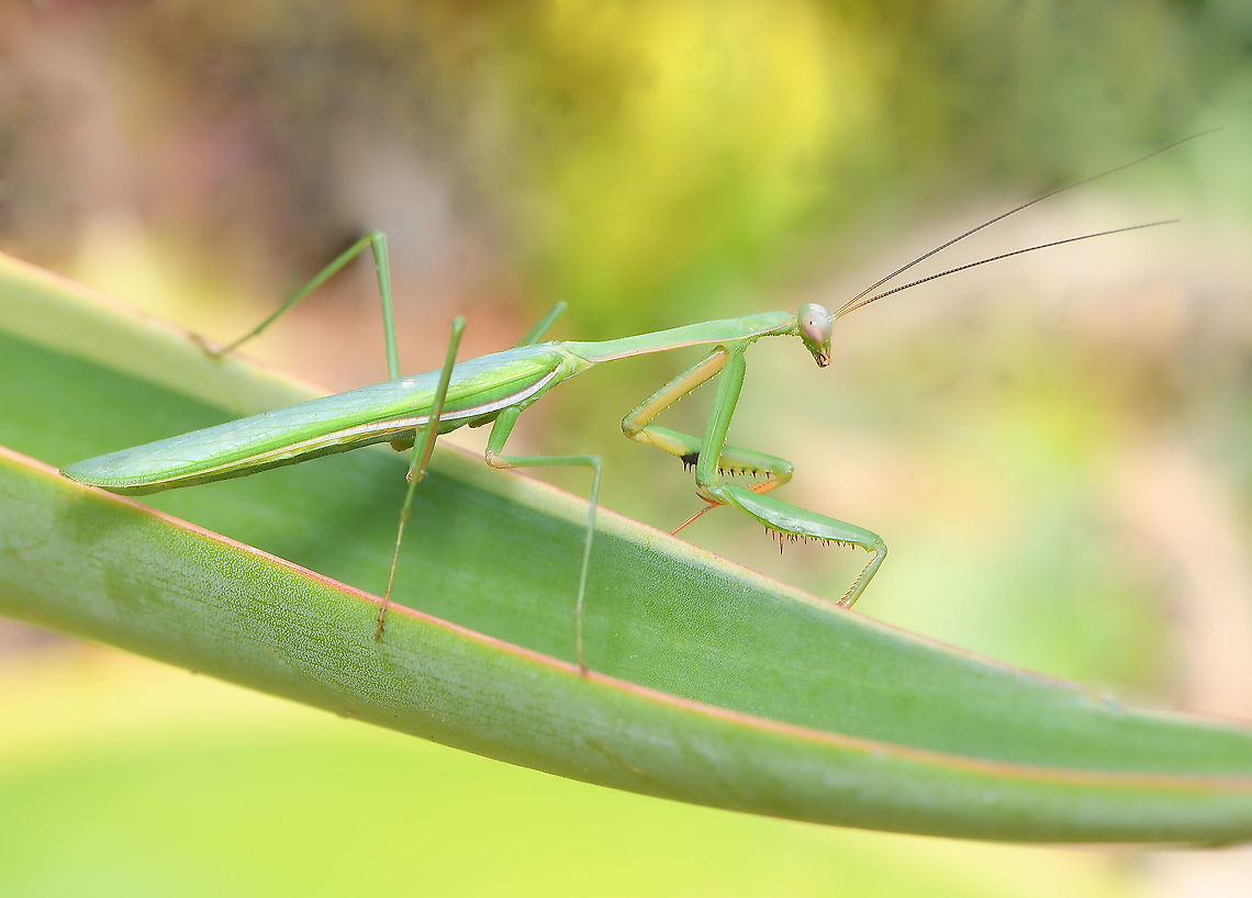 Pseudomantis albofimbriata Of note for this species is the dark spot on the inside of the raptorial forelegs. I believe this is a male as the wings appear to run the whole length of the abdomen. <br />
<br />
55 mm length Australia,Fall,False garden mantis,Fauna,Geotagged,Mantidae,Mantodea,Pseudomantis albofimbriata,arthropod,autumn,hunter,insect,invertebrate,new south wales