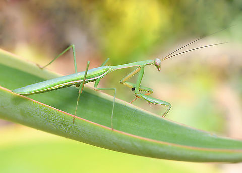 Pseudomantis albofimbriata Of note for this species is the dark spot on the inside of the raptorial forelegs. I believe this is a male as the wings appear to run the whole length of the abdomen. 

55 mm length Australia,Fall,False garden mantis,Fauna,Geotagged,Mantidae,Mantodea,Pseudomantis albofimbriata,arthropod,autumn,hunter,insect,invertebrate,new south wales