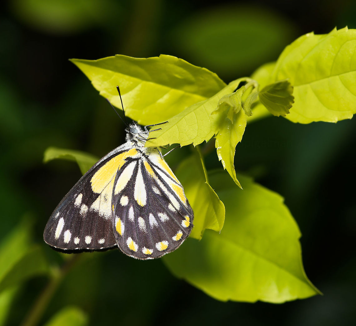 My spirits lifted Something that has lifted my spirits this past three days is being witness to hundreds of these pretty little Caper White butterflies travelling through my garden, north to south. So very many, it was like confetti blowing in the breeze! <br />
<br />
I didn't think I'd get a decent shot as none were stopping and they were flying at a height, but my luck changed and one did finally come to rest, just for a few seconds. <br />
<br />
This migration doesn't happen every year, conditions have to be right and I am grateful their chosen path brought them so close to mine this time. <br />
<br />
Feeding on Capparis species.<br />
<br />
This is the sub species B. j. teutonia that occurs within Australia.<br />
<br />
<br />
Wing diameter 50 mm<br />
<br />
<br />
Australia,Belenois java,Butterfly,Caper white,Fall,Geotagged,Lepidoptera,Macro,Pieridae,arthropod,autumn,insect,invertebrate,new south wales