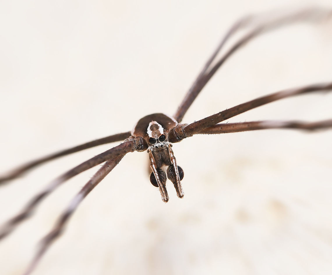 Ogre spider on the move A male ogre spider, also known as net-casters - ambling toward the lens. He was at quite a height, so not as sharp as I&#039;d like. But great to see one once again. <br />
<br />
I often find the males on flat vertical surfaces, such as here on this exterior garden wall. The females are always within shrubbery. <br />
<br />
20 mm body length Araneae,Asianopis subrufa,Australia,Fall,Geotagged,Macro,Net-casting Spider,New South Wales,Ogre spider,Rufous Net-casting Spider,arthropod,autumn,invertebrate,spider