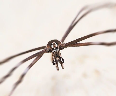 Ogre spider on the move A male ogre spider, also known as net-casters - ambling toward the lens. He was at quite a height, so not as sharp as I'd like. But great to see one once again. 
I often find the males on flat vertical surfaces, such as here on this exterior garden wall. The females are always within shrubbery. 
20 mm body length Araneae,Asianopis subrufa,Australia,Fall,Geotagged,Macro,Net-casting Spider,New South Wales,Ogre spider,Rufous Net-casting Spider,arthropod,autumn,invertebrate,spider